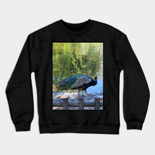 Peacock Crewneck Sweatshirt